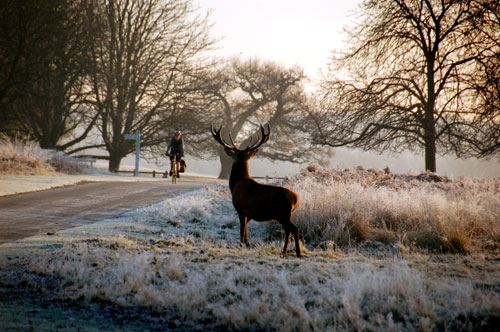 richmond-park